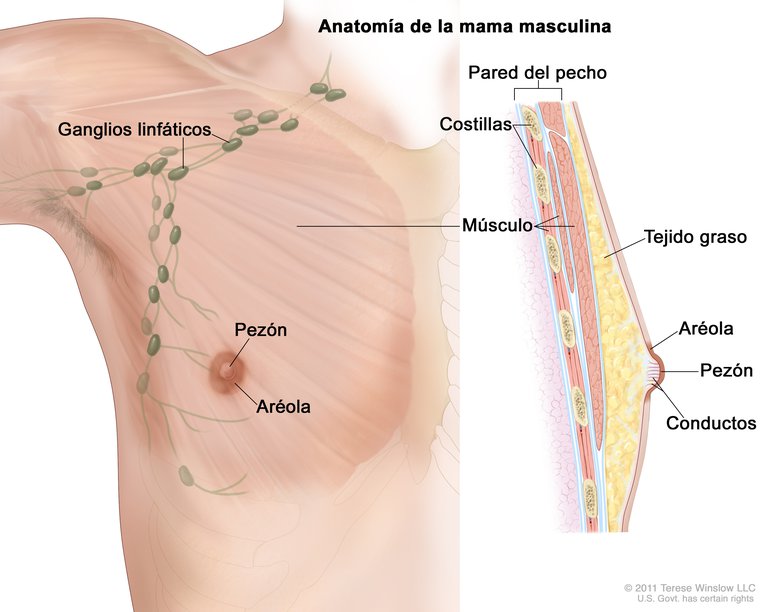 La chirurgie de gynécomastie